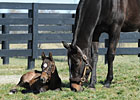 Slideshow: Zenyatta and her Bernardini Colt