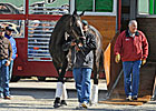 Top Mare Zenyatta Arrives at Churchill Downs Top Mare Zenyatta Arrives at Churchill Downs
