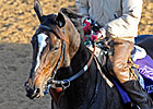 Baffert: HOY for Zenyatta Only if She Wins