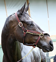 Zenyatta Faces Only Four in Apple Blossom