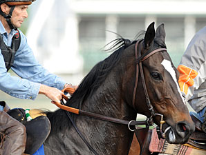 Zenyatta Scratched From Louisville Distaff Zenyatta Scratched From Louisville Distaff
