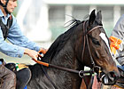 Zenyatta Scratched From Louisville Distaff