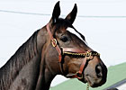 Slideshow: Zenyatta Arrives at Churchill