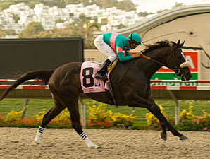 Zenyatta After 12th Straight in Hirsch Stakes Zenyatta After 12th Straight in Hirsch Stakes
