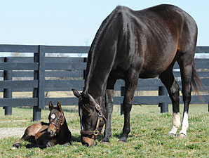 Zenyatta to be Bred to Tapit in 2012 Zenyatta to be Bred to Tapit in 2012