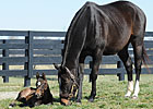 Zenyatta to be Bred to Tapit in 2012