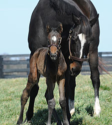 Lane's End Officials Talk Zenyatta Lane's End Officials Talk Zenyatta