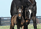 Lane's End Officials Talk Zenyatta
