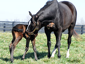 Zenyatta 'Baby Shower' Set at Santa Anita Zenyatta 'Baby Shower' Set at Santa Anita