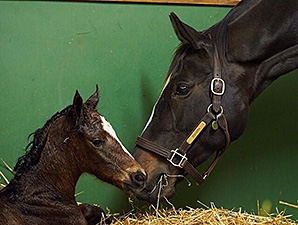 Zenyatta to Receive Year Off from Foaling Zenyatta to Receive Year Off from Foaling