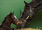 Easter Filly for Horse of the Year Zenyatta Easter Filly for Horse of the Year Zenyatta
