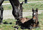 Video: Zenyatta and her Foal Video: Zenyatta and her Foal