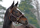 $11,200 Winning Bid for Breeders' Cup Package $11,200 Winning Bid for Breeders' Cup Package