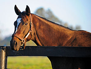 Zenyatta Confirmed in Foal to War Front Zenyatta Confirmed in Foal to War Front