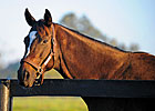Zenyatta Confirmed in Foal to War Front Zenyatta Confirmed in Foal to War Front