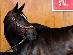 Zenyatta Appears at Keeneland Upon KY Arrival Zenyatta Appears at Keeneland Upon KY Arrival