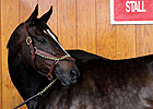 Zenyatta Appears at Keeneland Upon KY Arrival