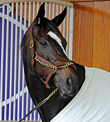 Champion Zenyatta Retired Champion Zenyatta Retired