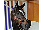 Champion Zenyatta Retired