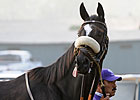 Zenyatta Helping Fellow Horses Zenyatta Helping Fellow Horses