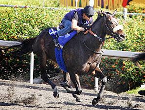 Zenyatta Glides Into BC Classic Effortlessly Zenyatta Glides Into BC Classic Effortlessly