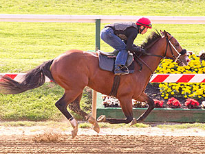 Zetterholm Adds a Touch of Grey to Preakness Zetterholm Adds a Touch of Grey to Preakness