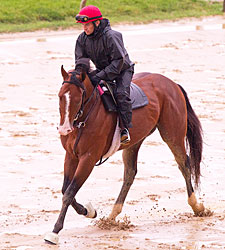 Too Wet for Jog for Derby Winner Too Wet for Jog for Derby Winner