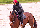 Too Wet for Jog for Derby Winner Too Wet for Jog for Derby Winner