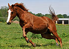 OTTB Spotlight: Zodiac OTTB Spotlight: Zodiac