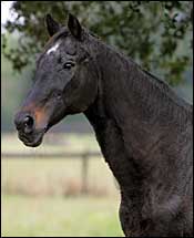 Top Louisiana Stallion Zuppardo's Prince Euthanized Top Louisiana Stallion Zuppardo's Prince Euthanized