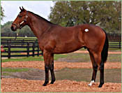 Gross, Average Increase At Adena Springs Juvenile Auction Gross, Average Increase At Adena Springs Juvenile Auction