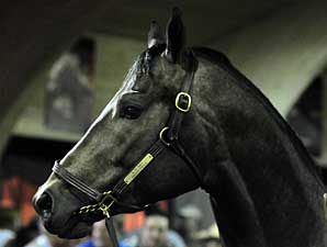 A.P. Indy Colt Tops Adena Springs Sale A.P. Indy Colt Tops Adena Springs Sale