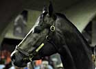 A.P. Indy Colt Tops Adena Springs Sale