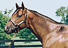 Albert the Great to Pin Oak Lane 