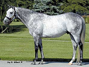 Aljabr to Ascot Stud in Canada Aljabr to Ascot Stud in Canada