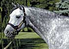 Aljabr to Ascot Stud in Canada Aljabr to Ascot Stud in Canada