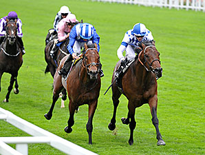 Al Kazeem to the Royal Studs for 2014 Al Kazeem to the Royal Studs for 2014