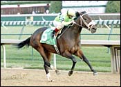 Allamerican Bertie Injured, Retired Allamerican Bertie Injured, Retired