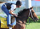 Alpha Will Take Pass on Belmont Stakes Alpha Will Take Pass on Belmont Stakes