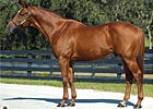 First Winner for Alysweep
