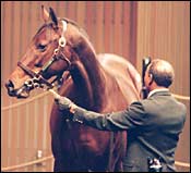 Canadian Horse of the Year Alywow Euthanized Canadian Horse of the Year Alywow Euthanized