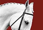 Horse Exhibit to Open at NY Museum