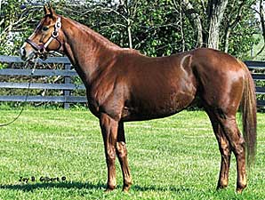 NY Stallion Anasheed to Russia NY Stallion Anasheed to Russia