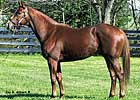 NY Stallion Anasheed to Russia NY Stallion Anasheed to Russia