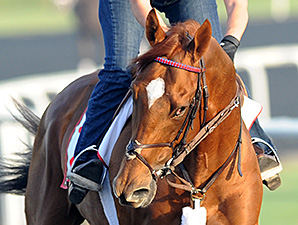 Arrowfield Sets Fee for Animal Kingdom Arrowfield Sets Fee for Animal Kingdom