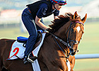 Featured Horse Profile: Animal Kingdom Featured Horse Profile: Animal Kingdom