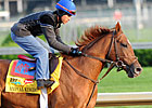 Animal Kingdom a Team Valor Derby Product Animal Kingdom a Team Valor Derby Product