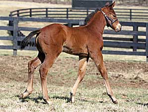 A. P. Warrior Sires First Foal A. P. Warrior Sires First Foal