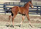 A. P. Warrior Sires First Foal A. P. Warrior Sires First Foal