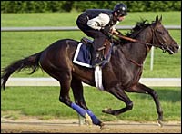 Aptitude to Stand at Juddmonte for $25,000 Aptitude to Stand at Juddmonte for $25,000